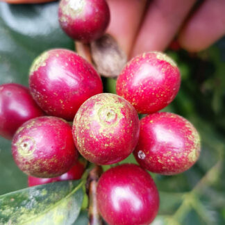 Mexico Finca La Bugambilla - Ozolotepec - Oaxaca - Typica, Pluma - Washed