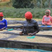 East Africa Nya-Nye SWP Decaf