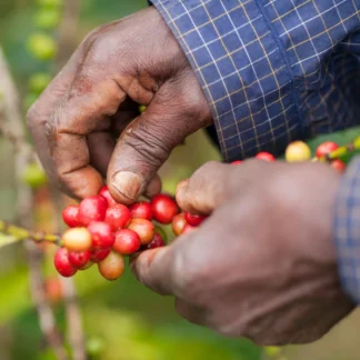 Kenya AB Lenana Plus