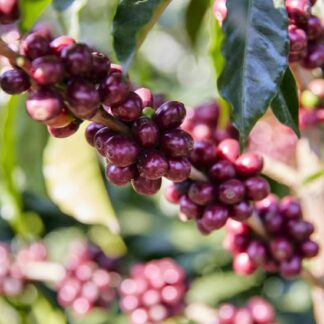 Mexico Finca Huehuetepan - Typica - Natural Microlot